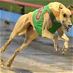 bet on greyhounds